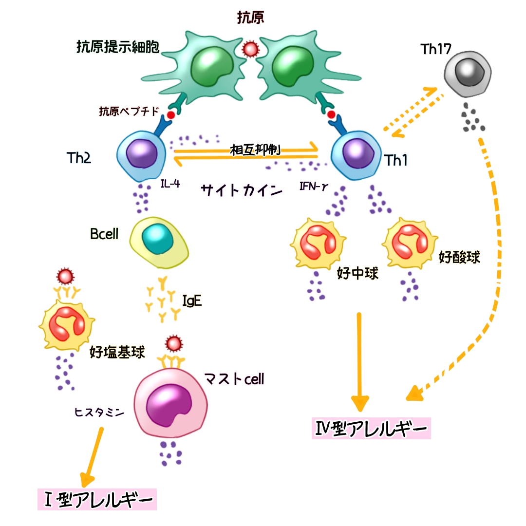 Th1とTh2の関係性